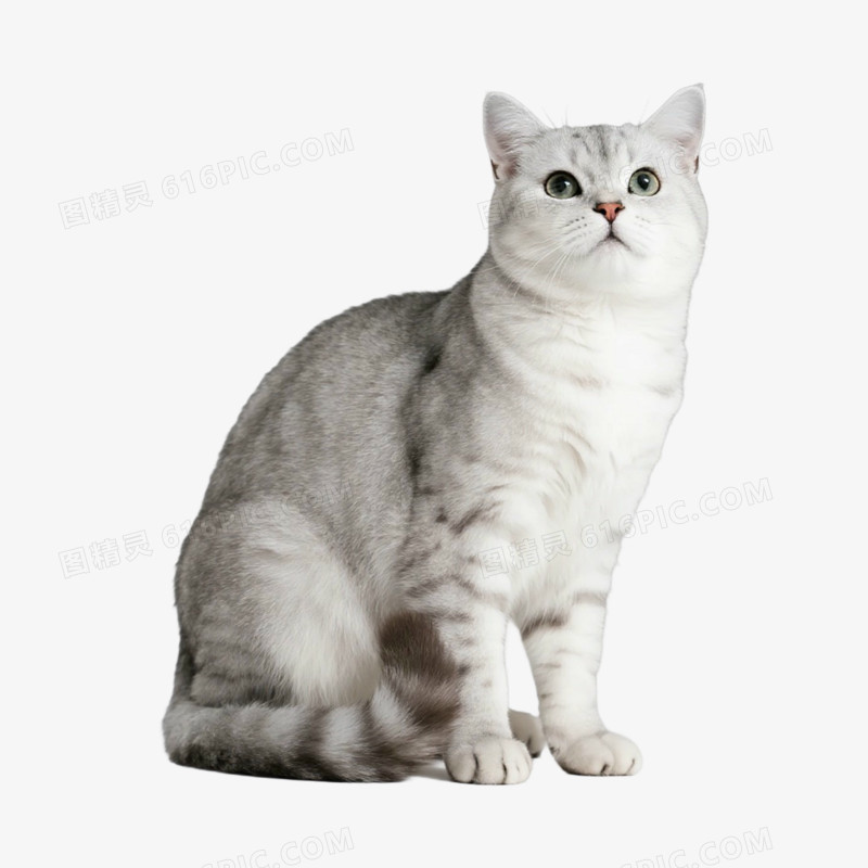 宠物猫猫咪银渐层免抠元素