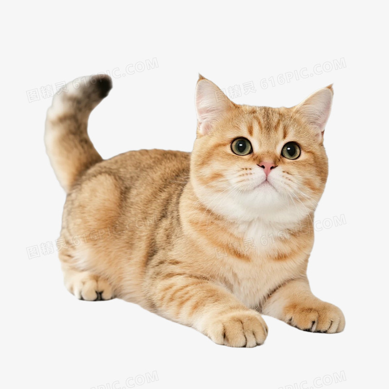 宠物猫猫咪金渐层免抠元素