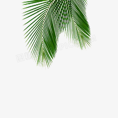 椭圆椰子叶图片素材