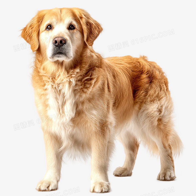 高清实拍宠物狗金毛犬免抠元素