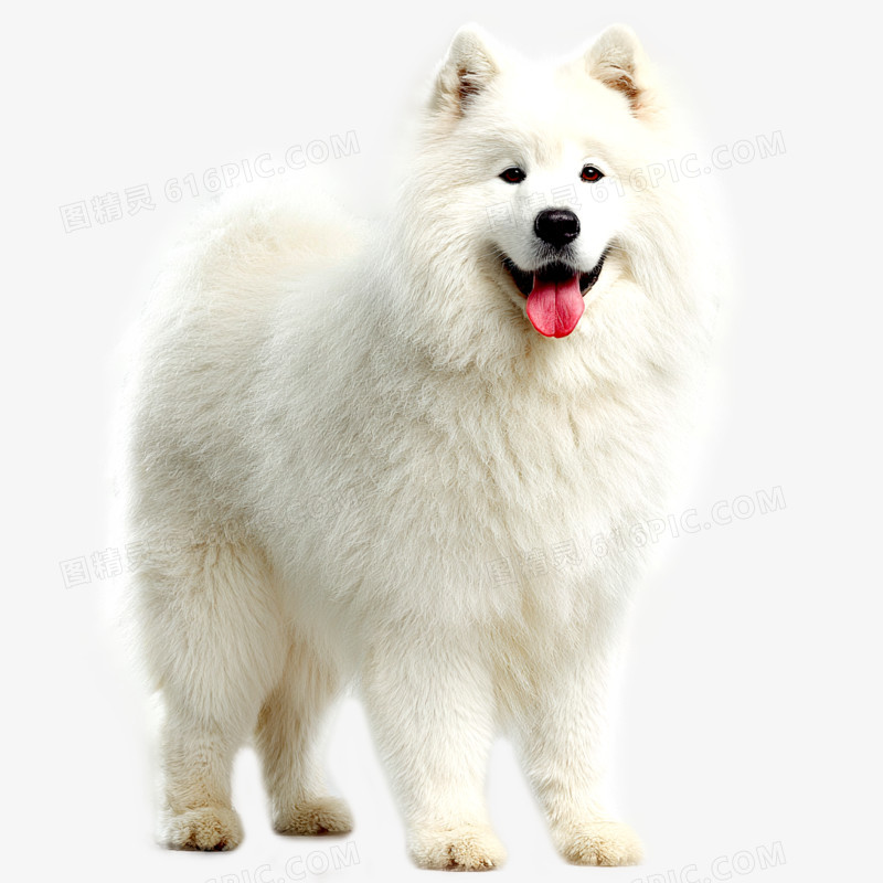 高清实拍宠物狗萨摩耶犬免抠元素