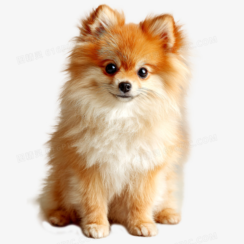 高清实拍宠物狗博美犬免抠元素