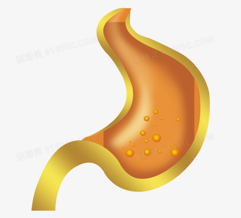 肠胃分层图