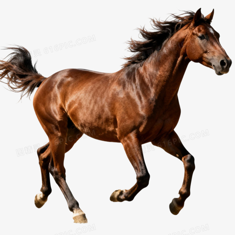 动物马形象免抠元素