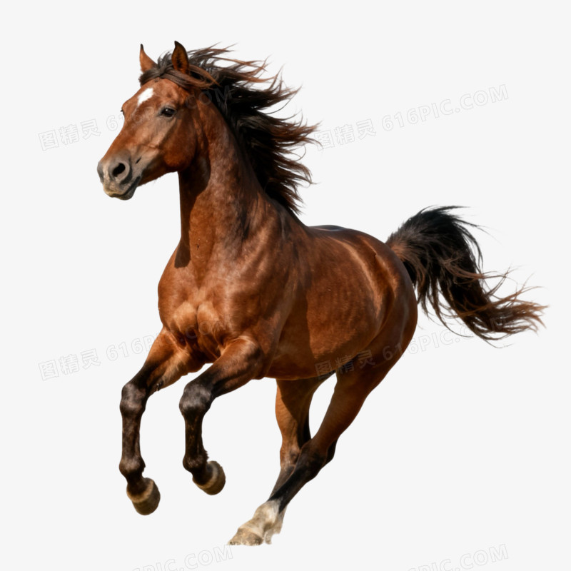 实拍动物马形象免抠元素
