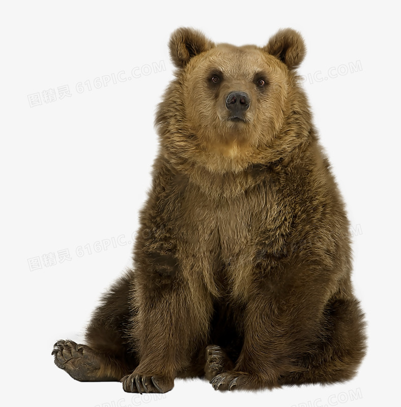 坐着的棕熊