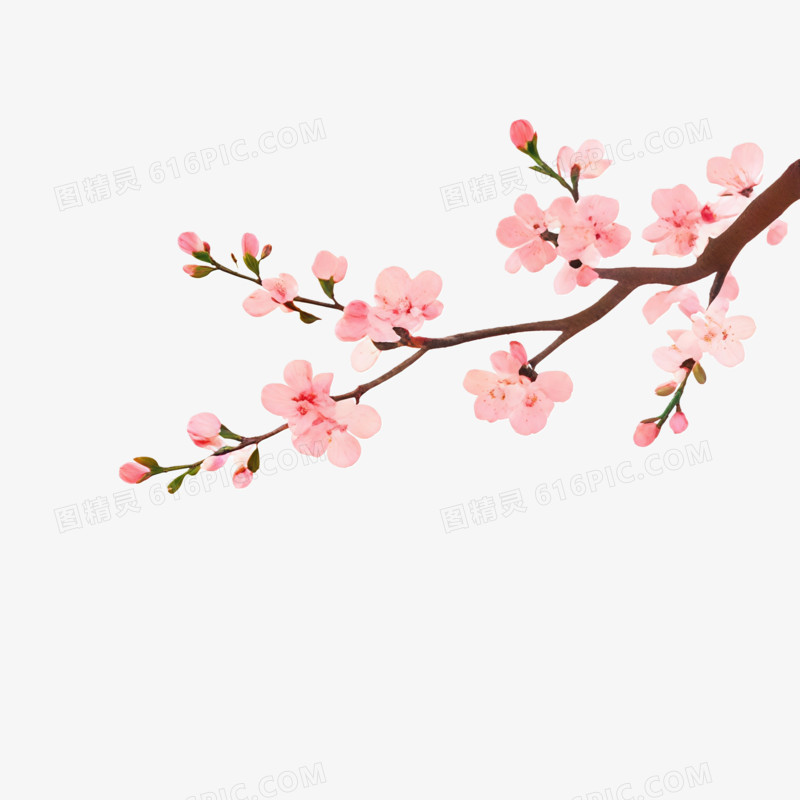 立春时节粉色的枝条ai免抠元素