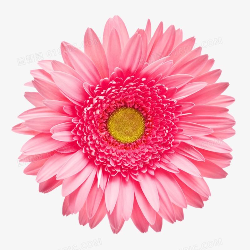 唯美手绘鲜花素材 粉色花朵