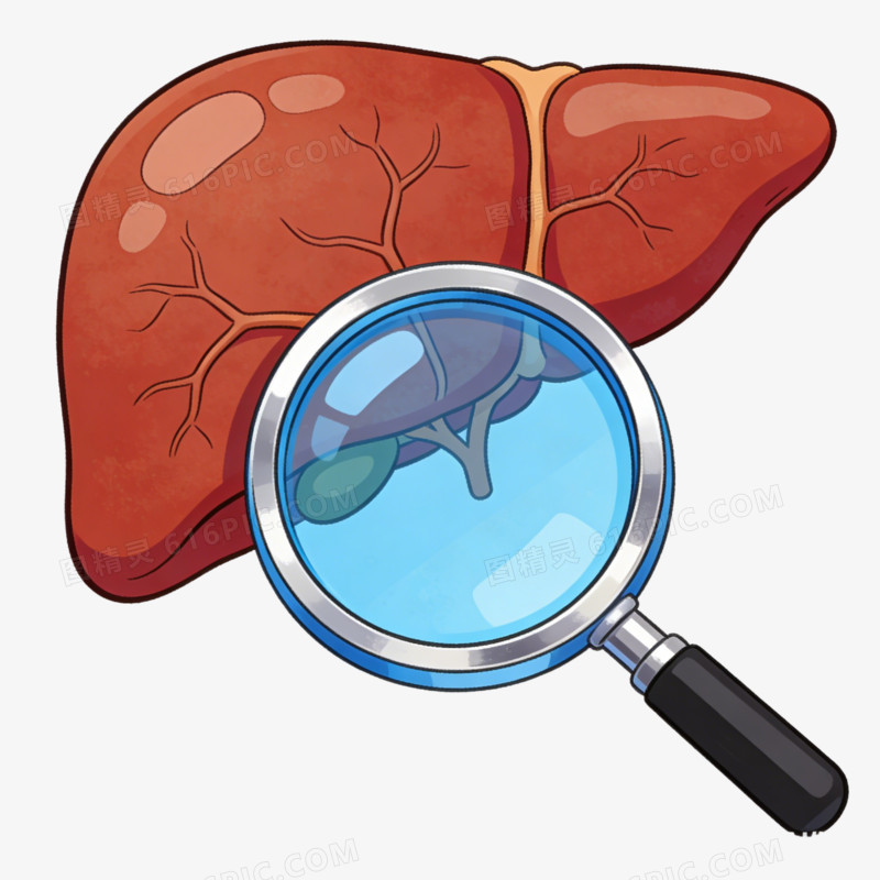 卡通放大镜和肝脏免抠元素