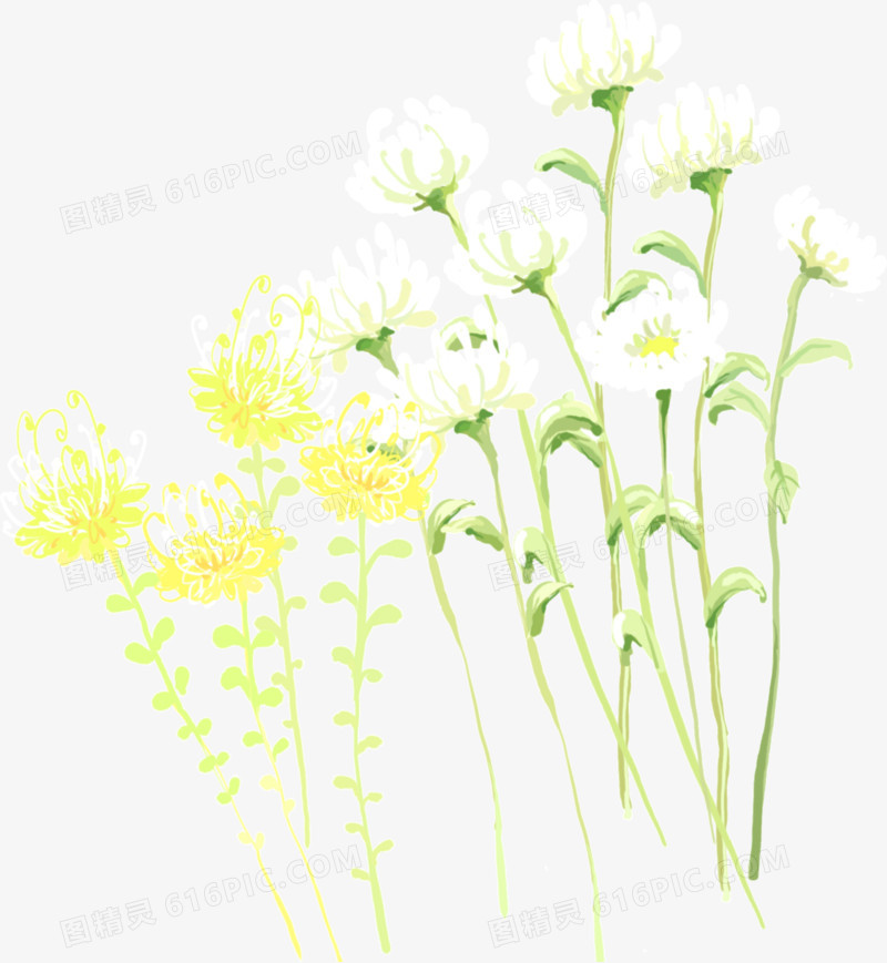 白色黄色菊花