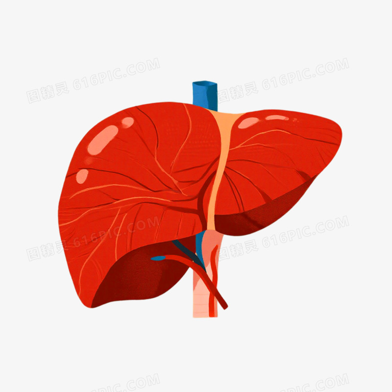 插画风格全国爱肝日元素免抠元素