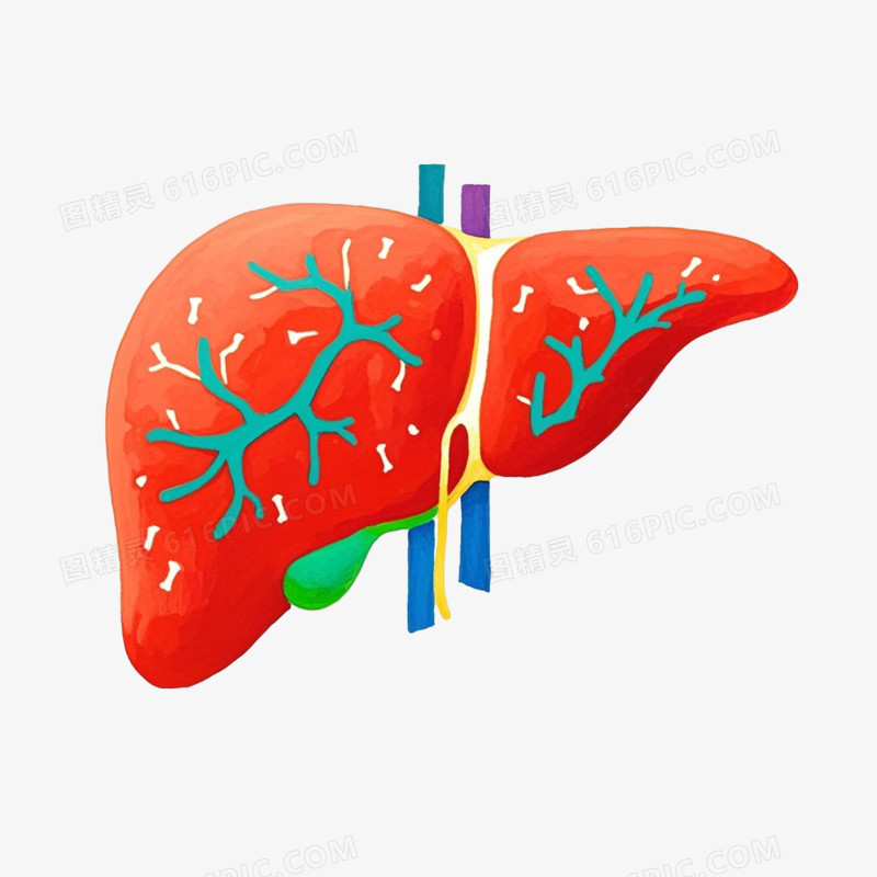 全国爱肝日卡通免抠元素