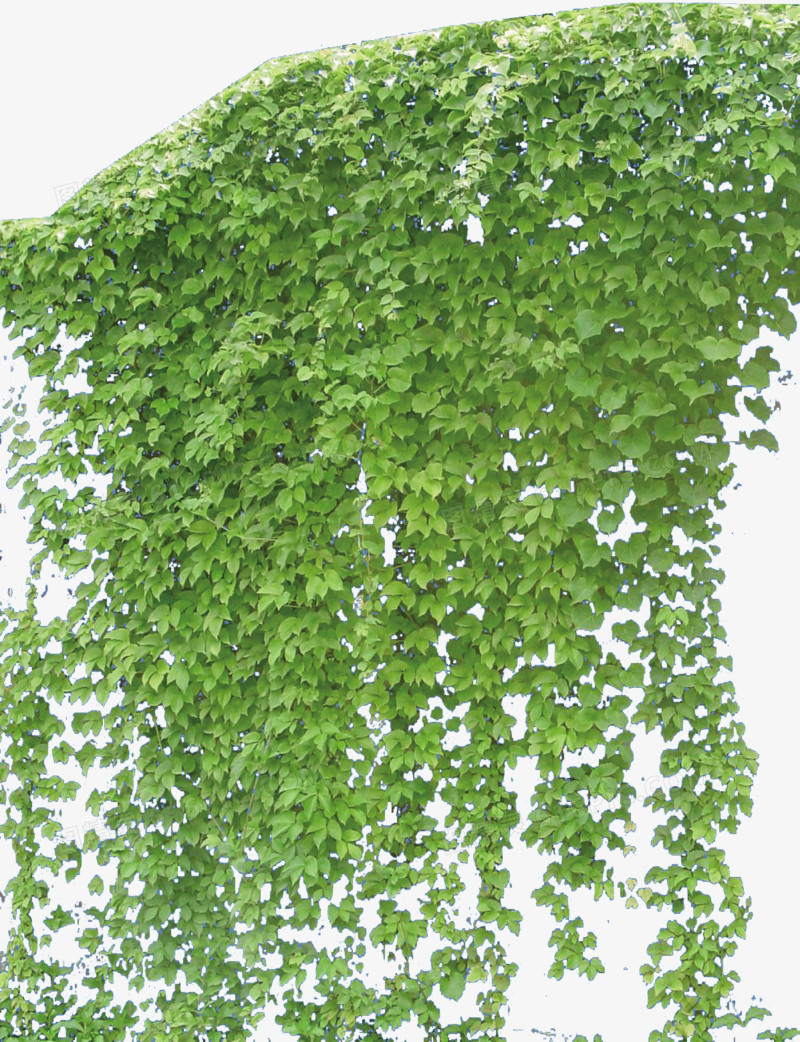 绿色植物