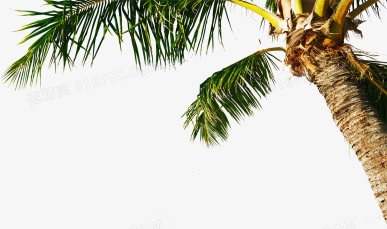 海报  椰子树