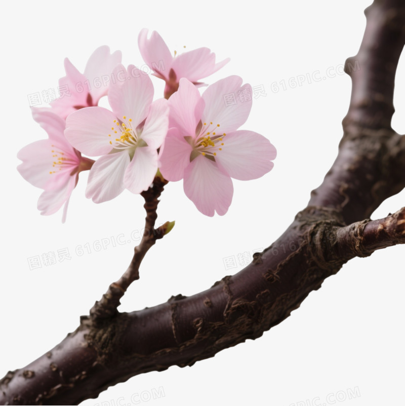 粉色樱花枝条装饰图案