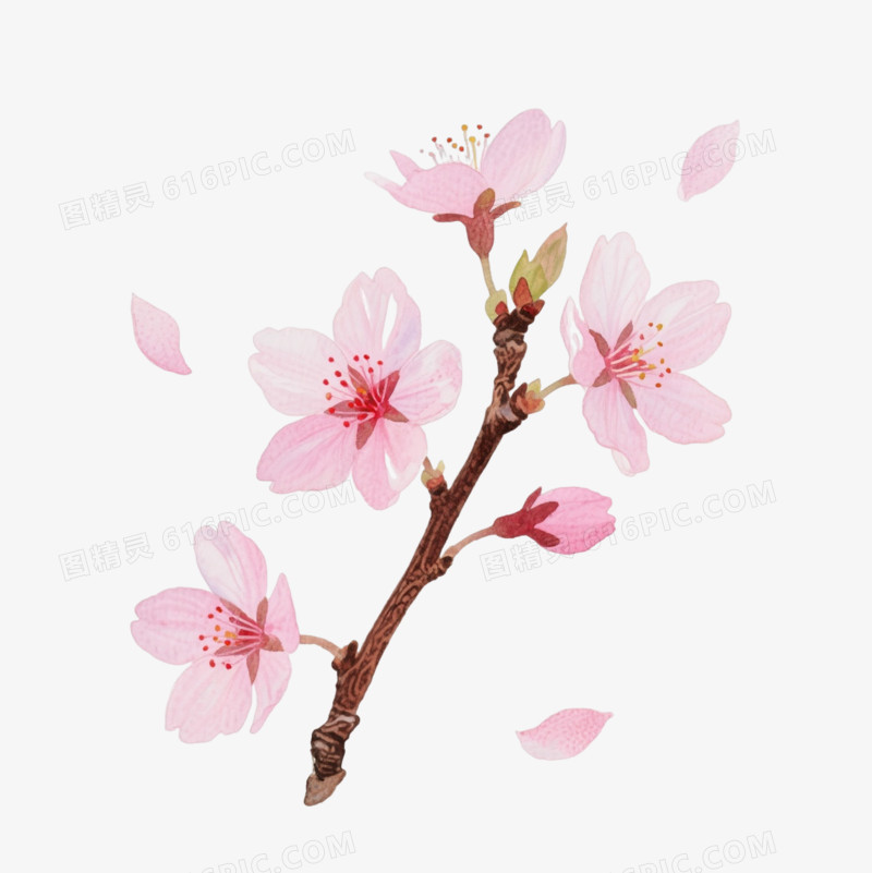 粉色樱花枝条装饰图案