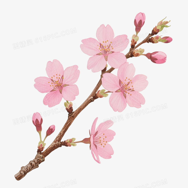 粉色樱花枝卡通手绘元素