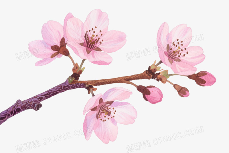 粉色樱花枝卡通手绘元素