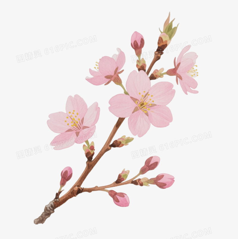 粉色樱花枝卡通手绘元素