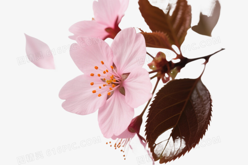 粉色樱花边框装饰图案