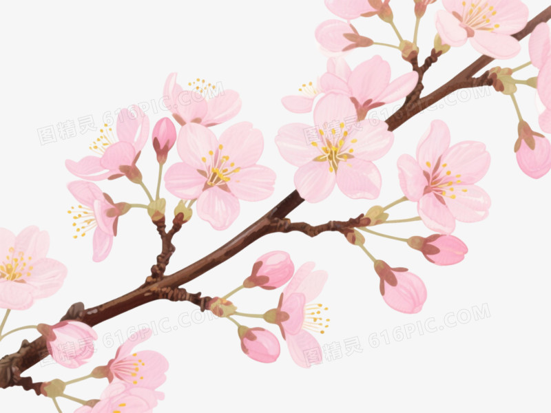 粉色樱花枝条装饰图案