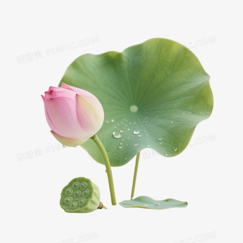粉绿荷花莲蓬装饰图案
