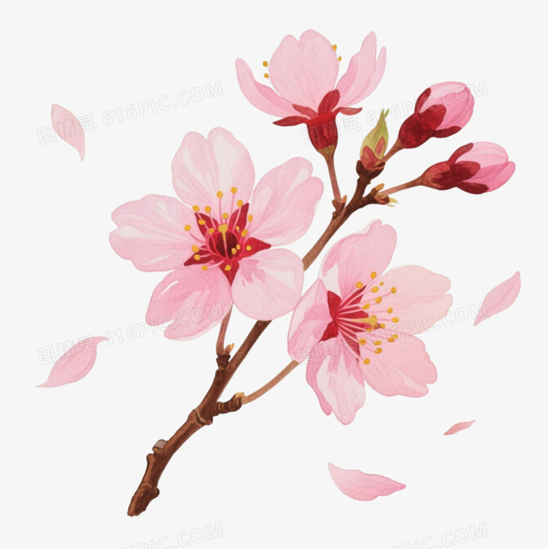 水彩樱花枝条装饰图案
