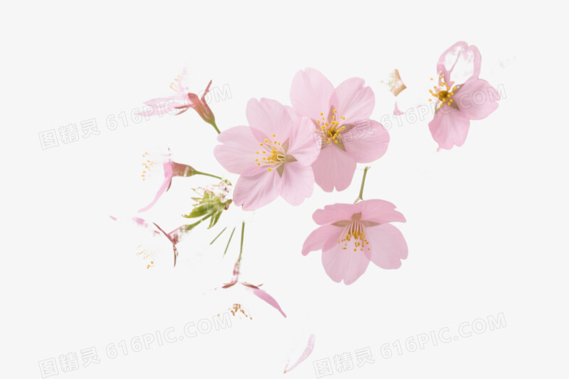 粉色樱花飘落效果元素