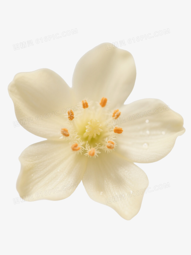 淡黄五瓣小花产品实物元素