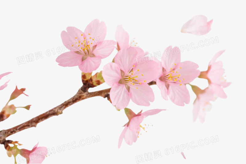 粉樱枝条飘落漂浮元素