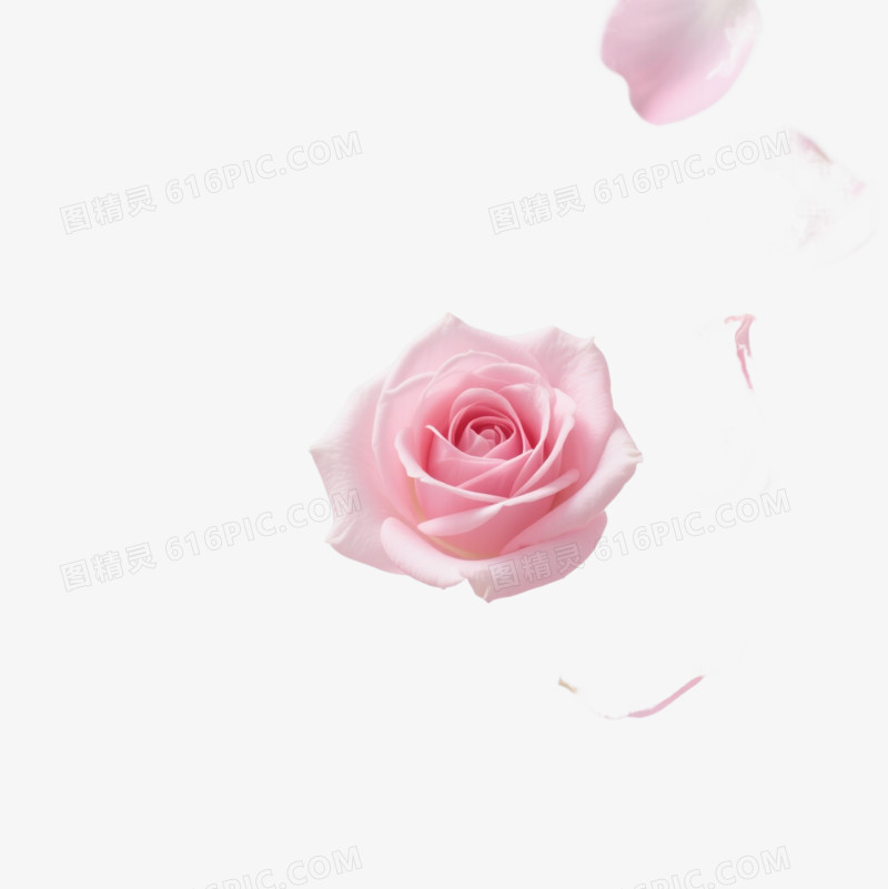 粉色玫瑰花瓣漂浮元素