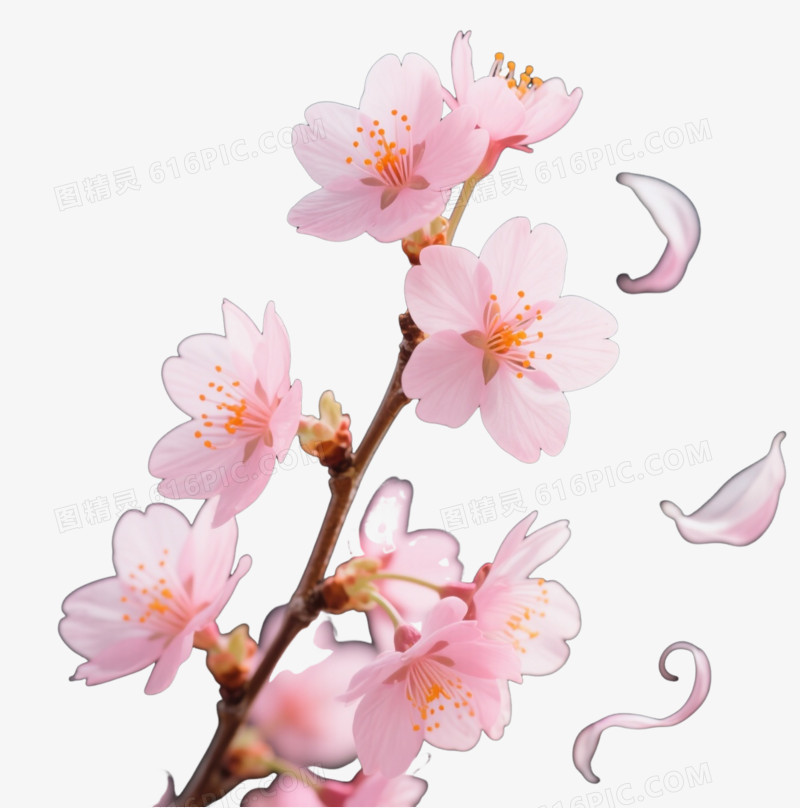粉色樱花枝条漂浮元素