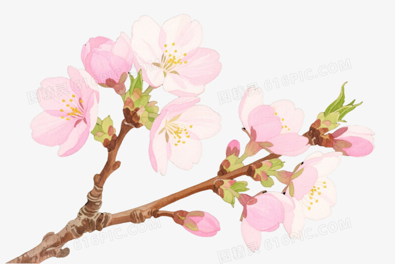 粉色樱花水彩风格装饰图案