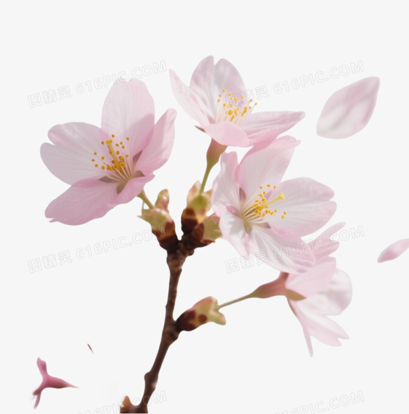 粉白樱花飘落漂浮元素