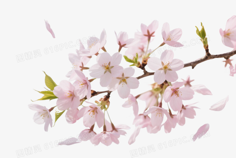 粉白樱花枝条漂浮元素