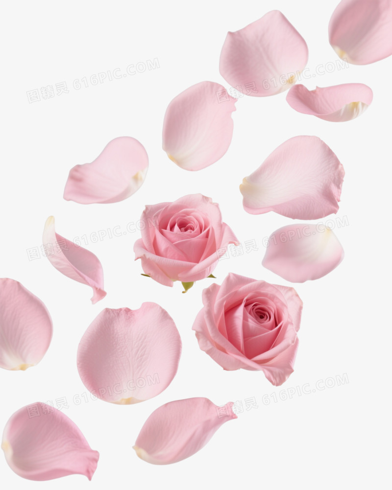 粉色玫瑰花瓣漂浮元素