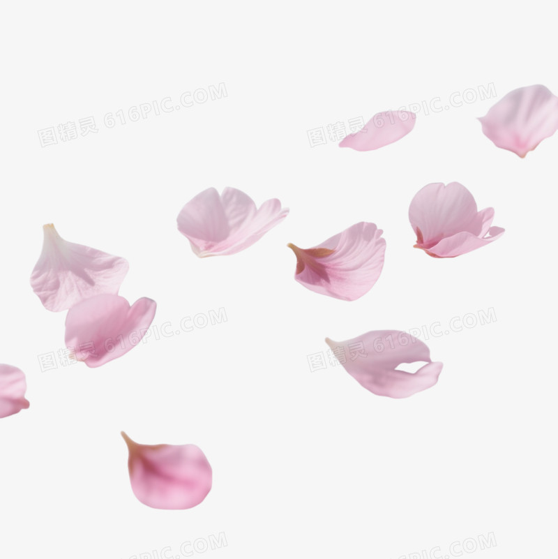 粉色樱花花瓣漂浮元素