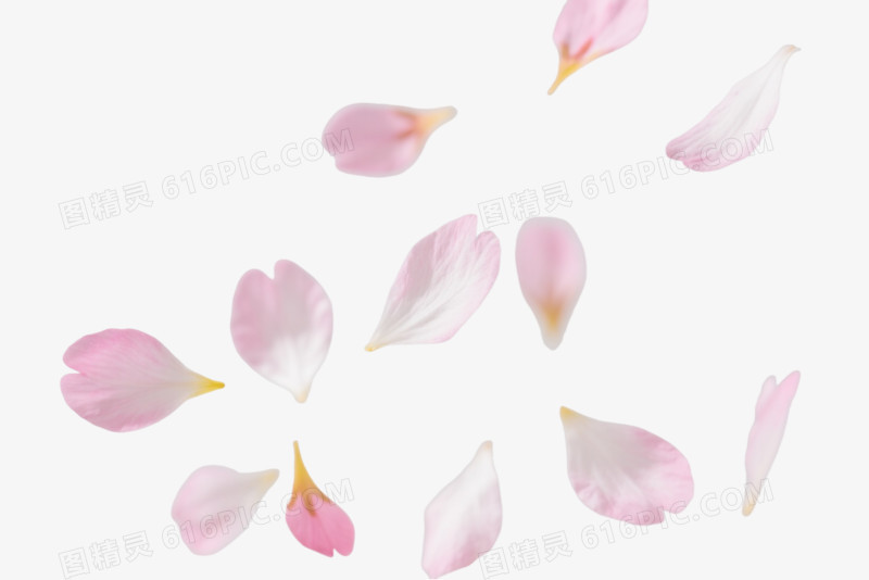 粉白渐变樱花飘散漂浮元素