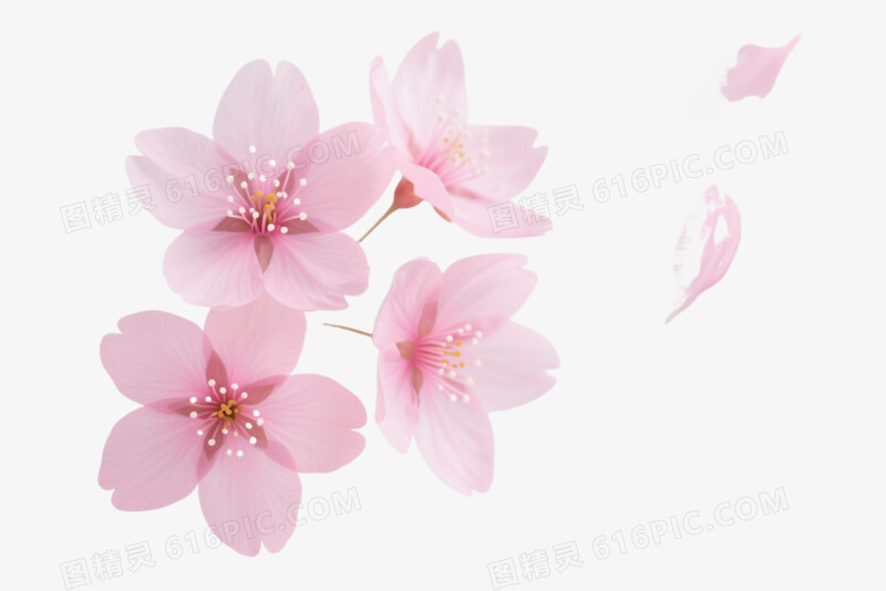粉色樱花飘落漂浮元素