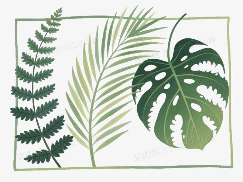 热带植物手绘边框元素
