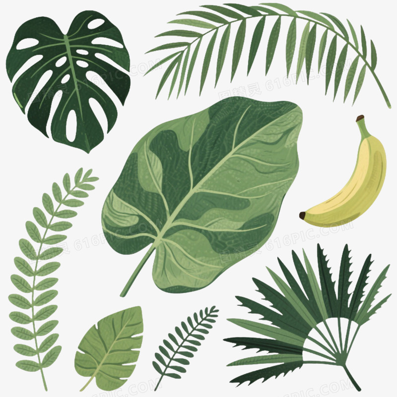 热带植物叶片手绘插画元素