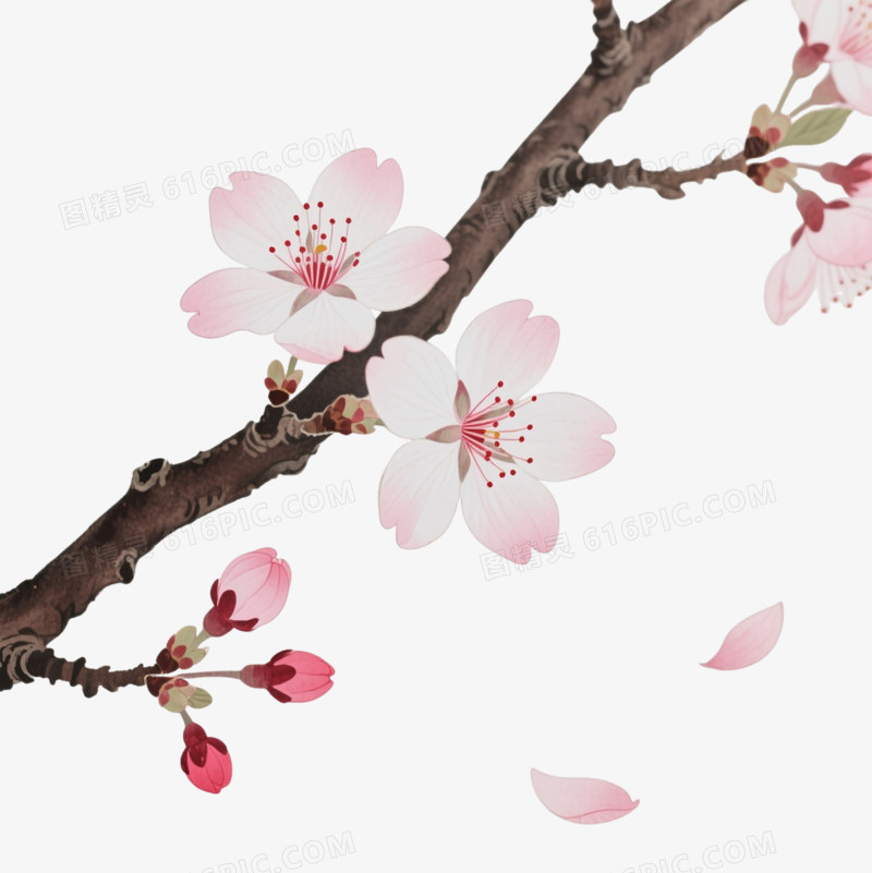 粉白樱花枝条装饰图案