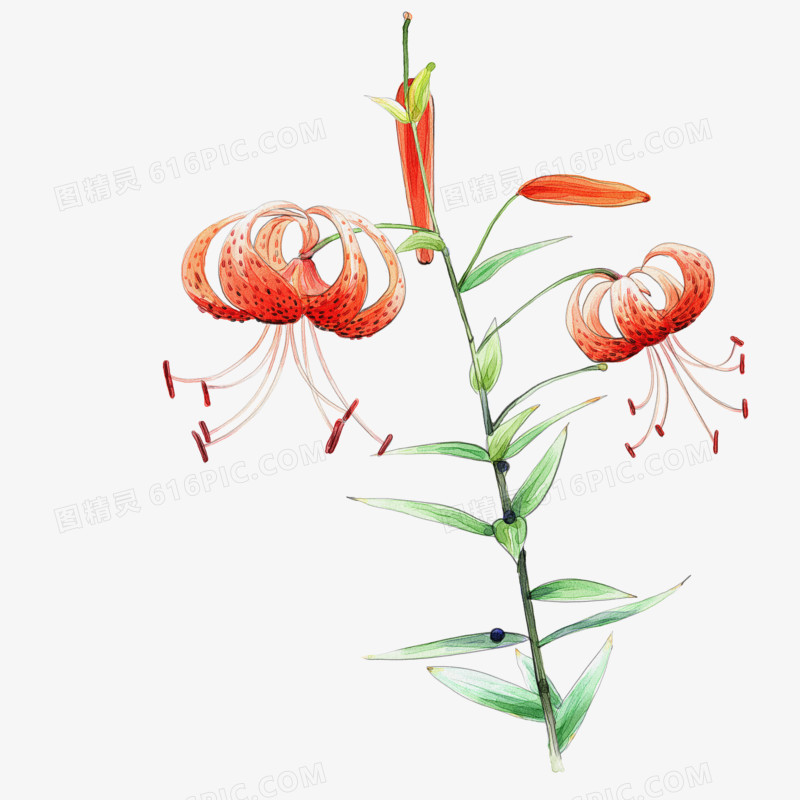 植物花卉素材卡通鲜花素材 