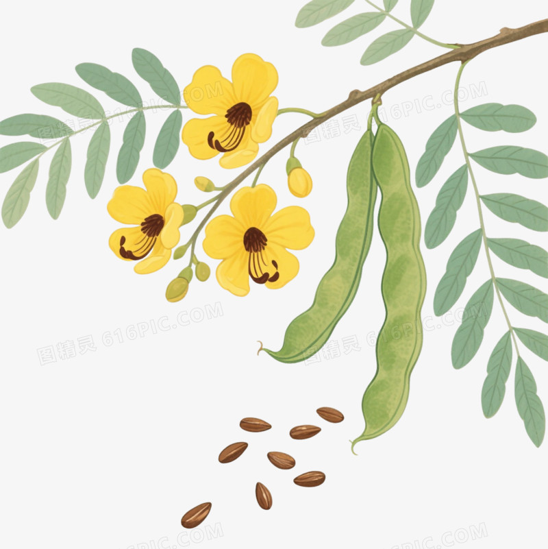 鲜黄决明枝条卡通手绘元素