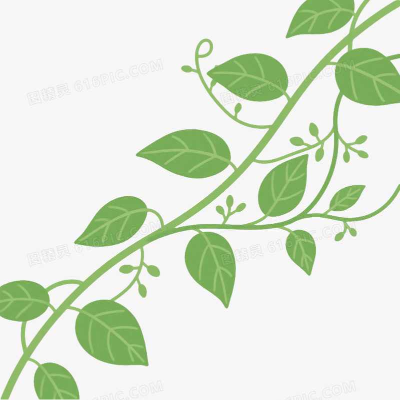 翠绿藤蔓枝条插画元素