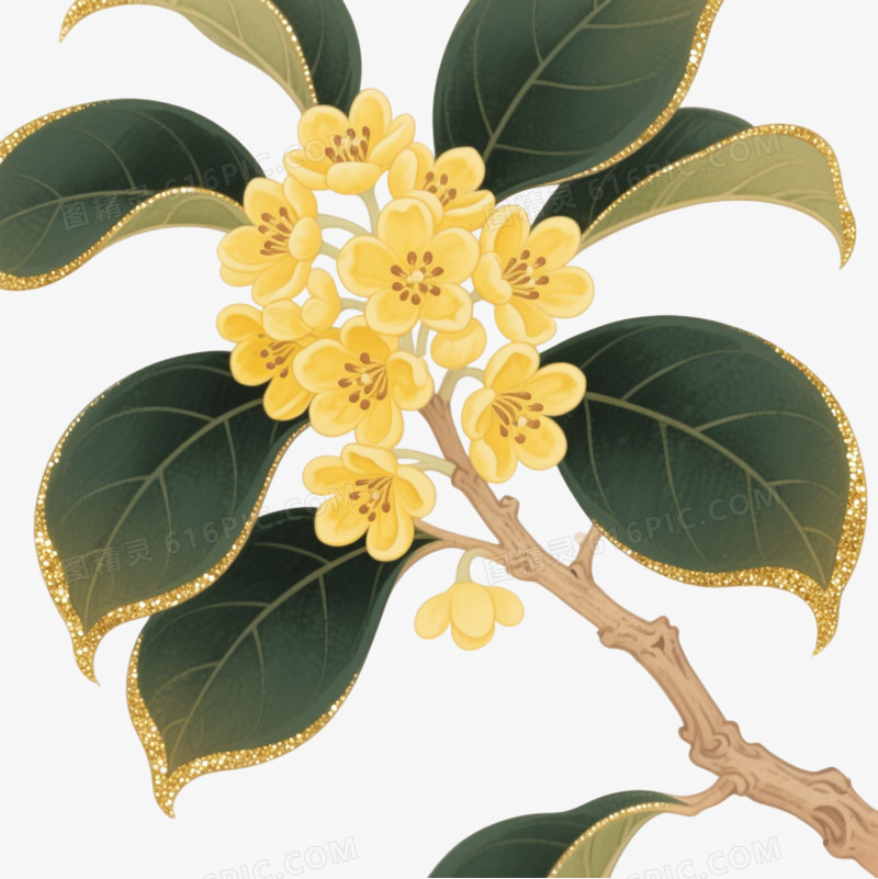 金黄桂花工笔插画装饰图案