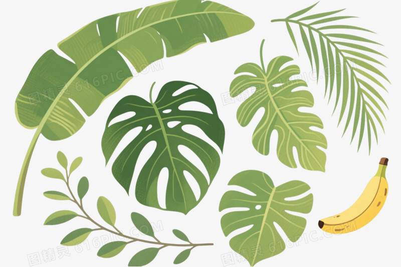 热带植物叶片手绘插画元素
