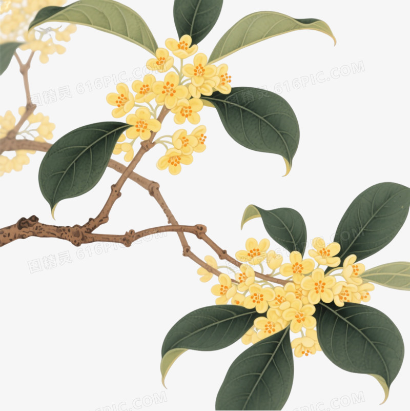 金桂枝叶工笔插画装饰图案