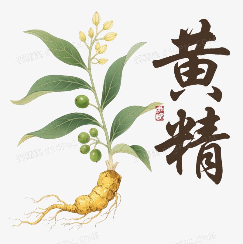 黄精植物插画卡通手绘元素