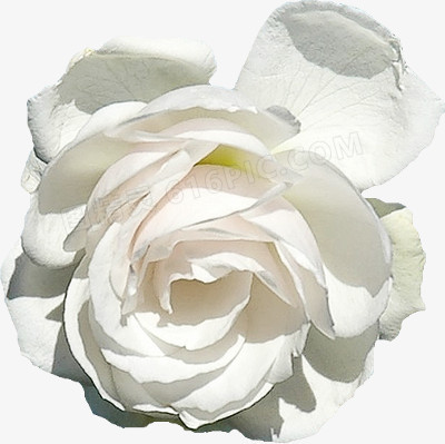 纯白色花朵